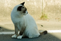 20081102_cat.jpg